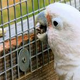Illustration for article titled Watch this cockatoo make its own tools